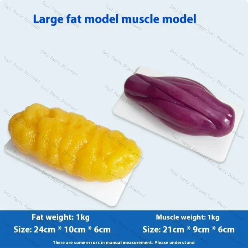Human Muscle Replicas Weight L - Nutrition Fitness Center avis et prix