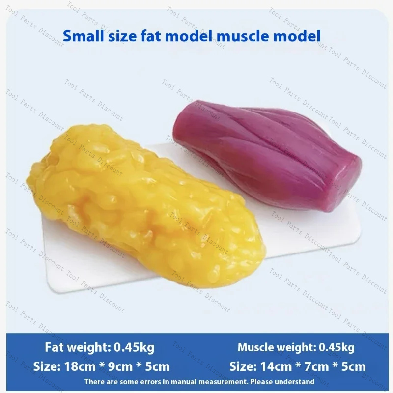 Human Muscle Replicas Weight L - Nutrition Fitness Center avis et prix