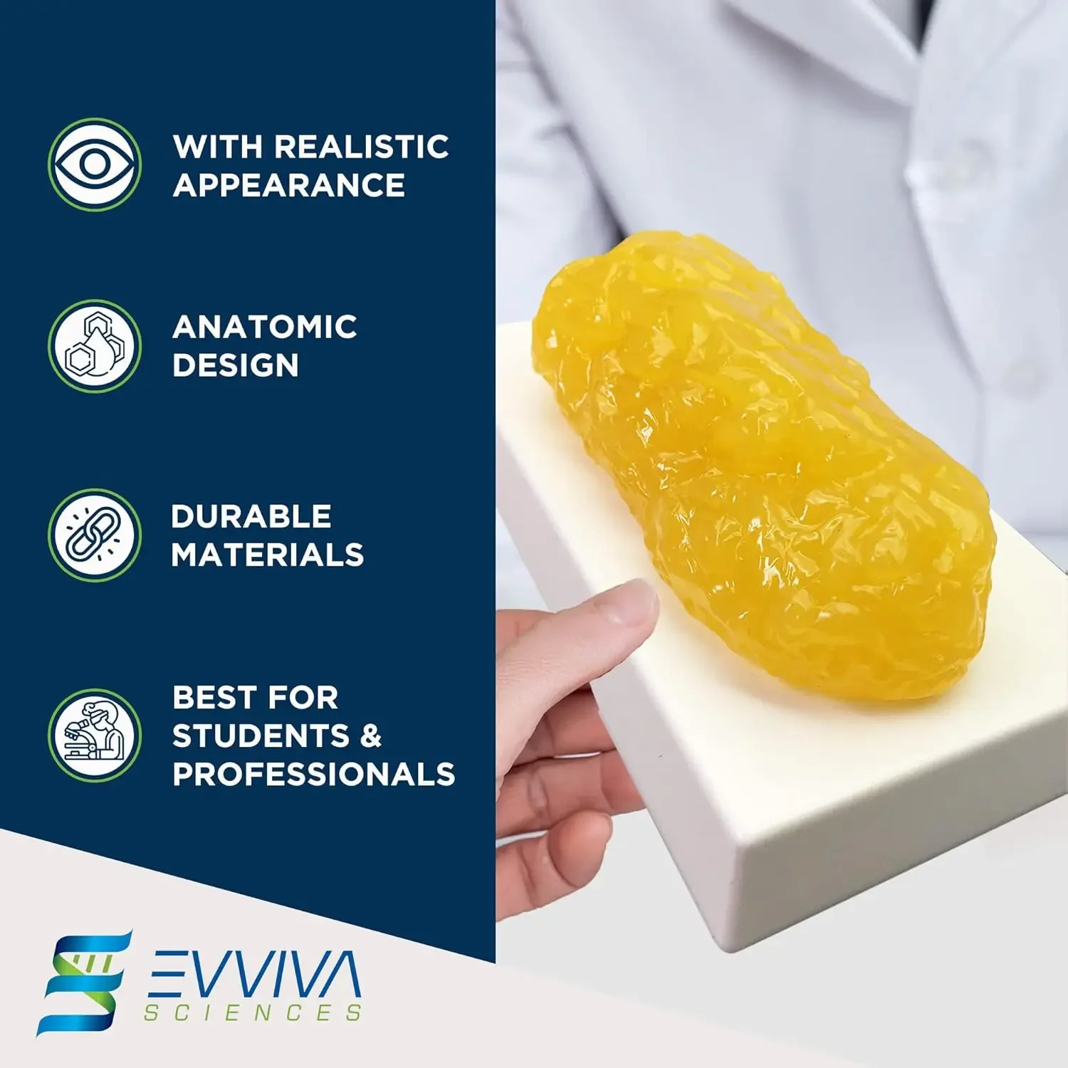 Human Muscle and Fat Replicas  - Nutrition Fitness Center avis et prix